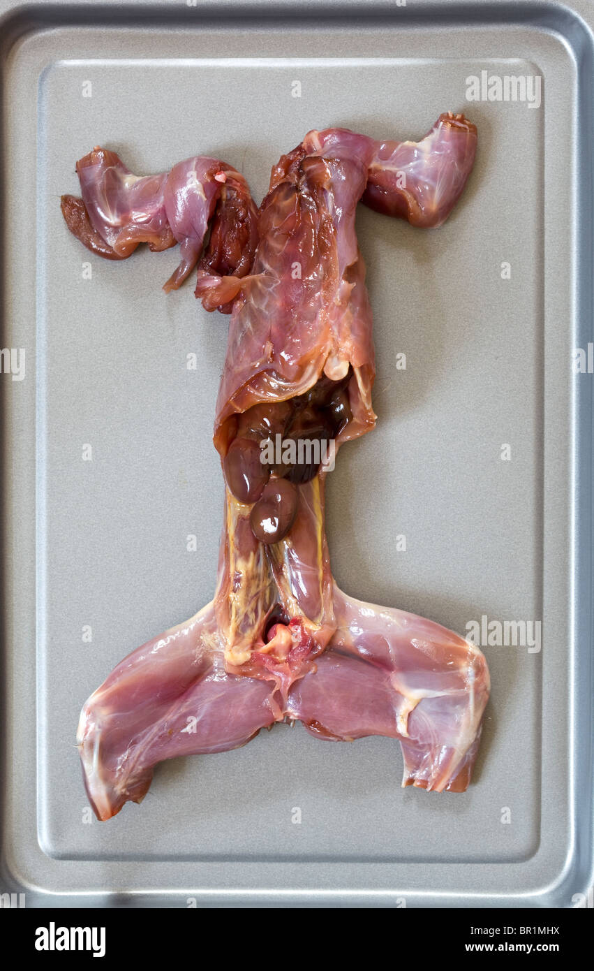 Squirrel meat hires stock photography and images Alamy