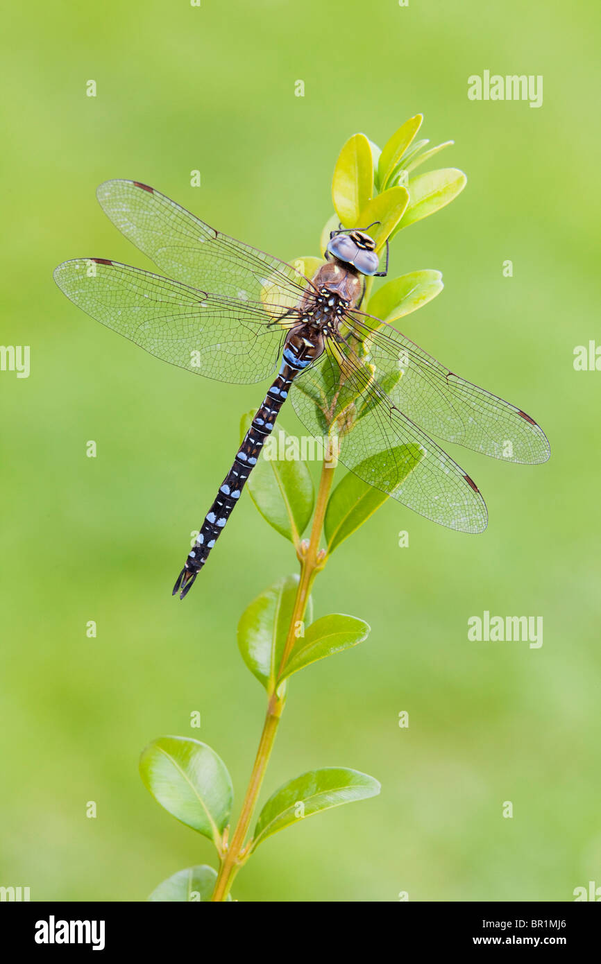 A male Migrant Hawker Dragonfly (Aeshna mixta) at rest on a plant during the day Stock Photo