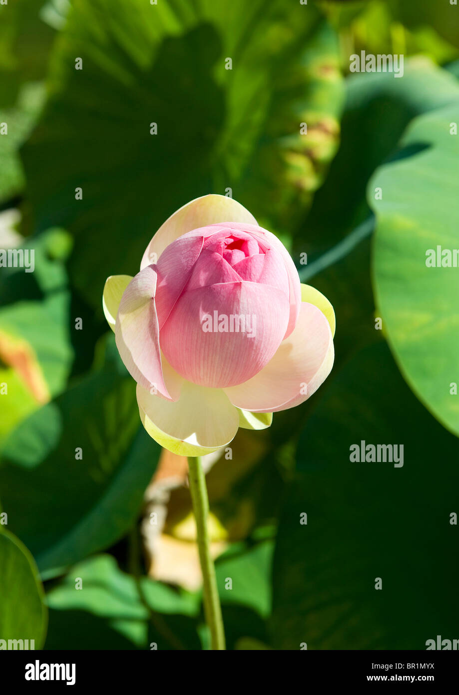 Water Lily Flower just before opening Stock Photo Alamy