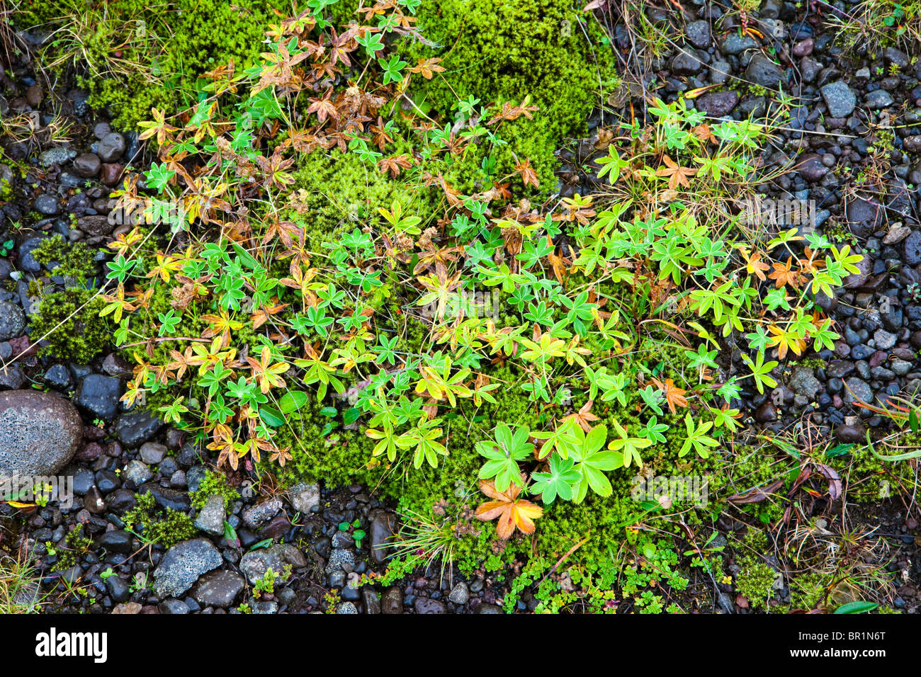 Flowers and Groundcover, East Fjords, Iceland Stock Photo