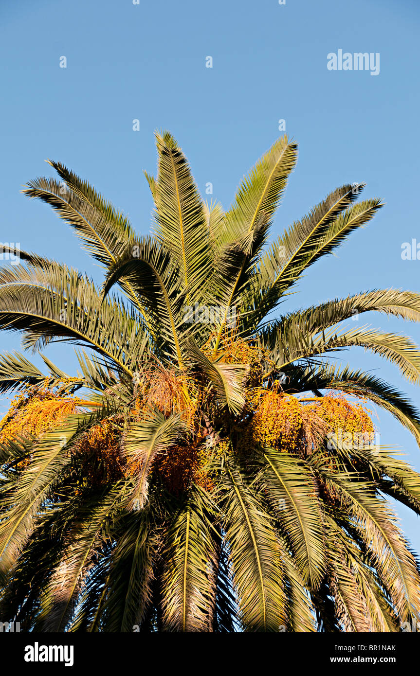 Metroxylon rumphii hires stock photography and images Alamy