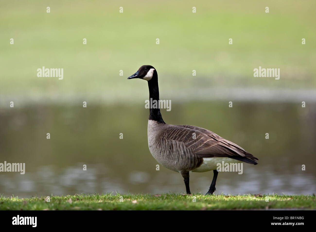 A selectively focused image of a solitary Canada Goose  surrounded by pretty green grasses and lake water Stock Photo