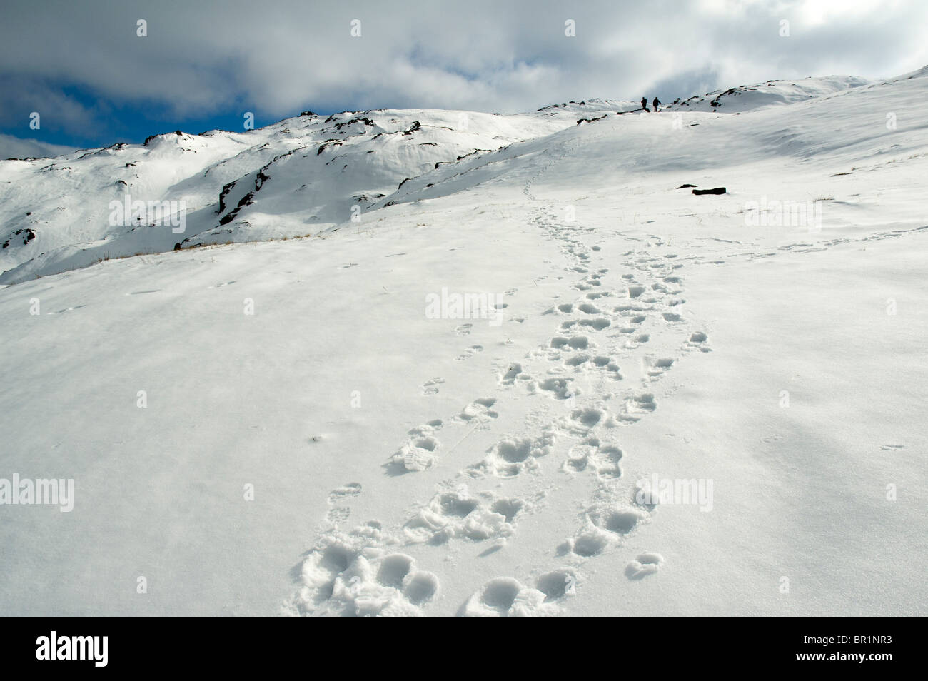 Hill walkers' footprints in snow on High Raise in winter, Easedale, near Grasmere, Lake District, Cumbria, England, UK Stock Photo