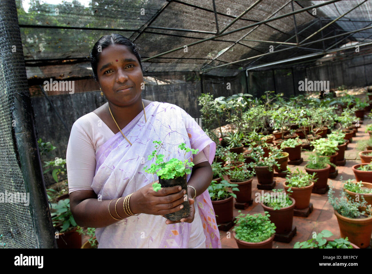 A woman holds a plant in a greenhouse where plants are being grown which are used in traditional Ayurvedic medicine in Kerala. Stock Photo