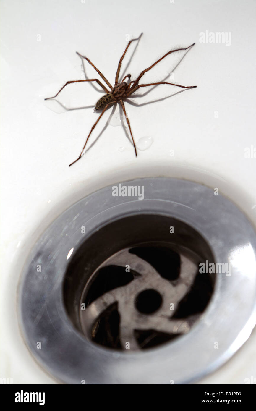 House / Bath Spider: Tegenaria Duellica (AKA Tegenaria Gigantea) next to plughole Stock Photo
