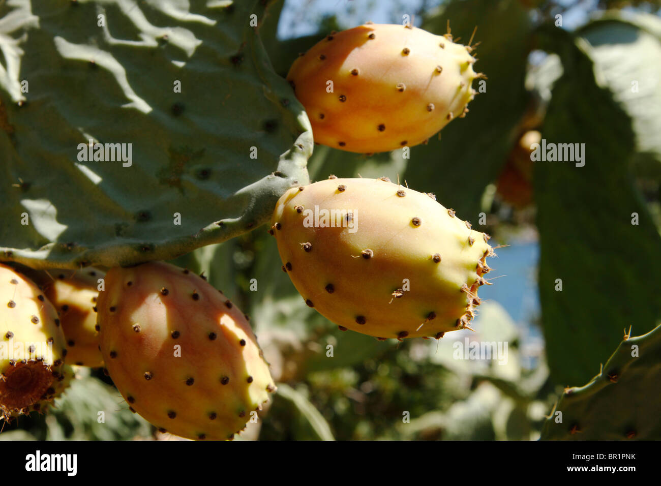 Prickley pear cactus (Opuntia maxima ), Turkey Stock Photo