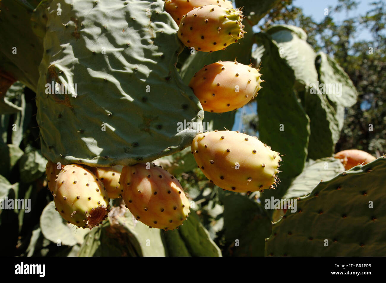 Prickley pear cactus (Opuntia maxima ), Turkey Stock Photo