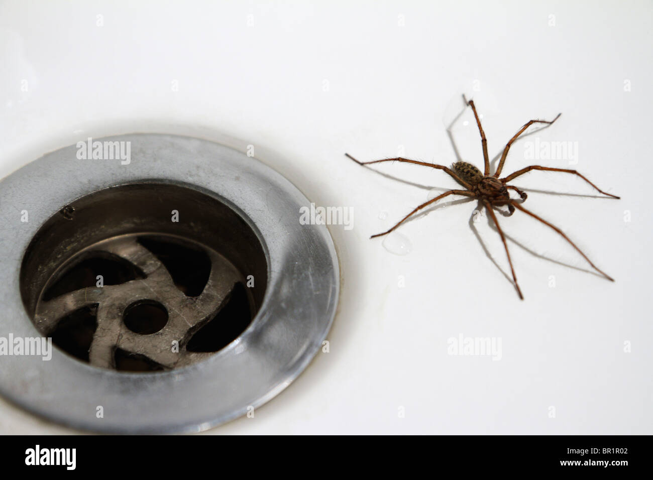 House / Bath Spider: Tegenaria Duellica (AKA Tegenaria Gigantea) next to plughole Stock Photo