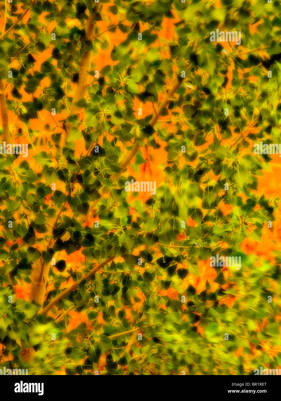 Abstract Leaves Stock Photo