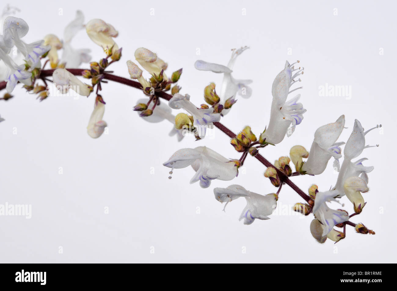 Plectranthus argentatus (Silver Plectranthus), Flower. Stock Photo