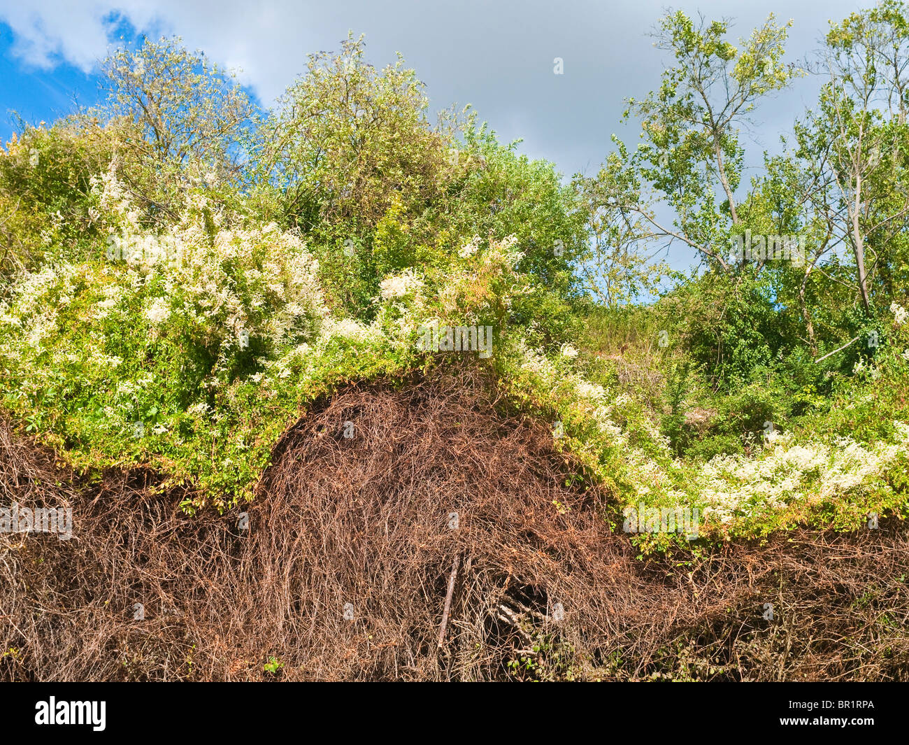 Russian vine / Fallopia baldschuanica climbing over top of dead ...
