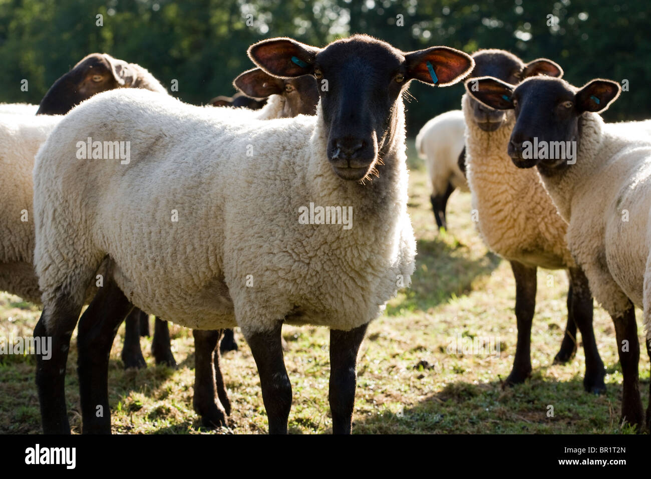 Suffolk Mule cross breed sheep Stock Photo