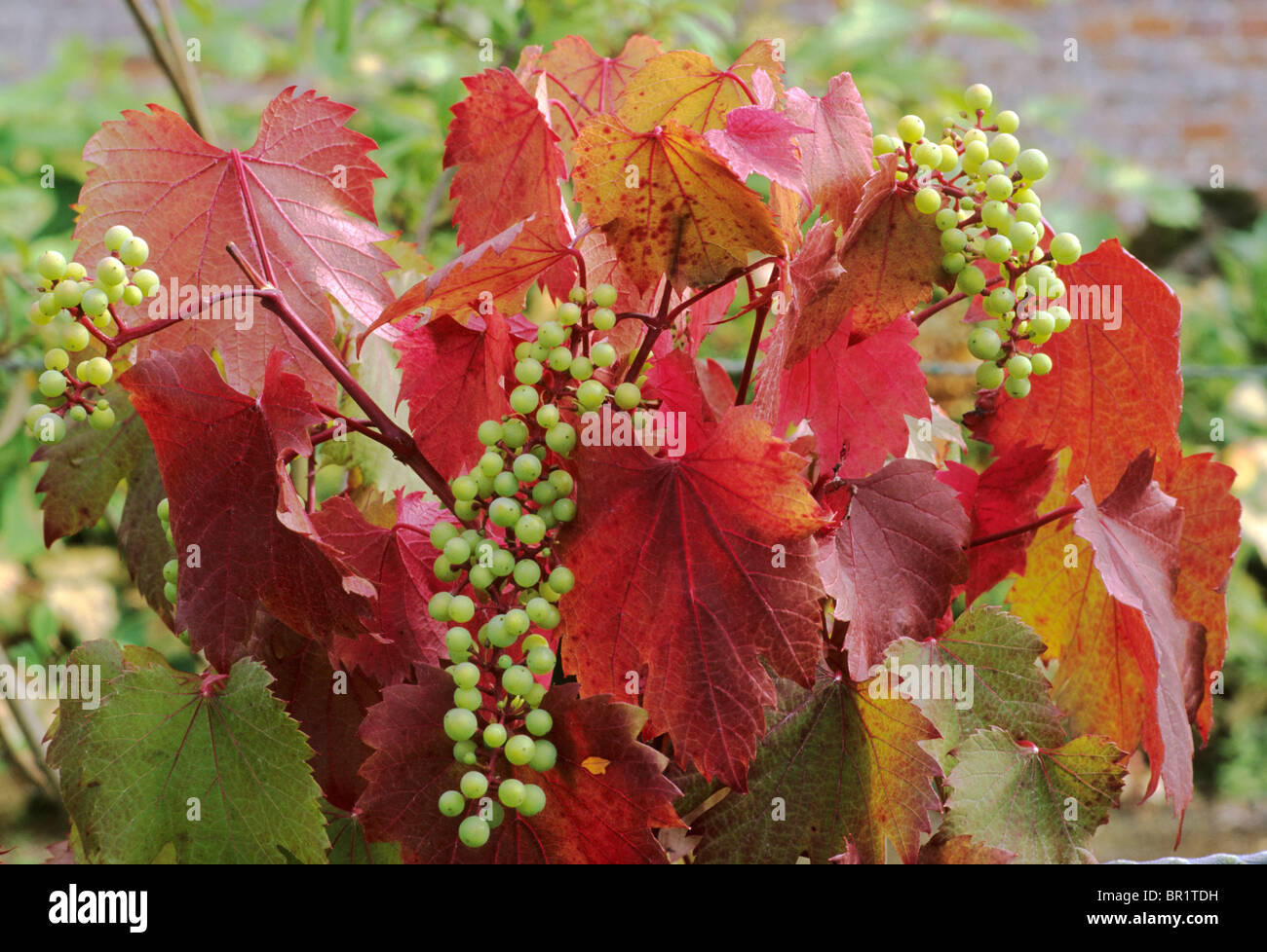 Vitis vinifera 'Spetchley Red' grape grapes vine vines red autumn leaf