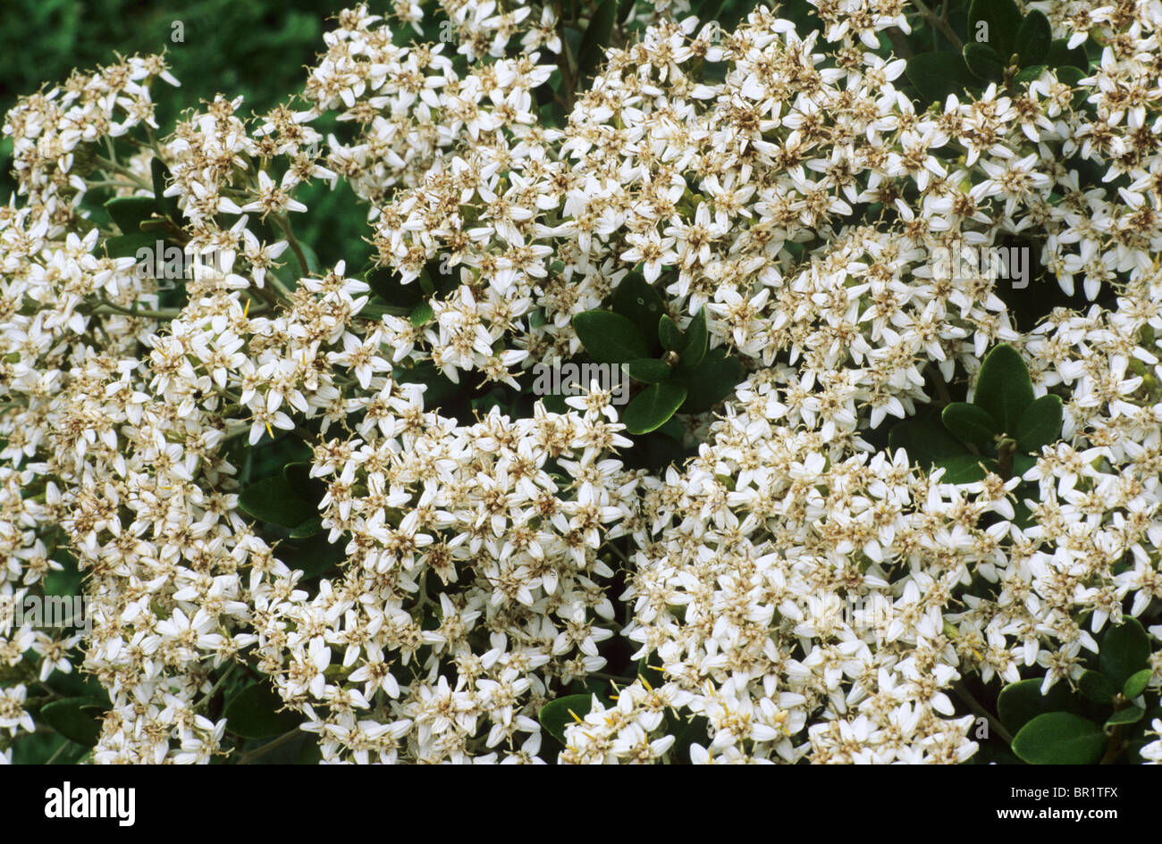 Olearia x haastii, white flower flowers garden plant plants Daisy Bush Stock Photo