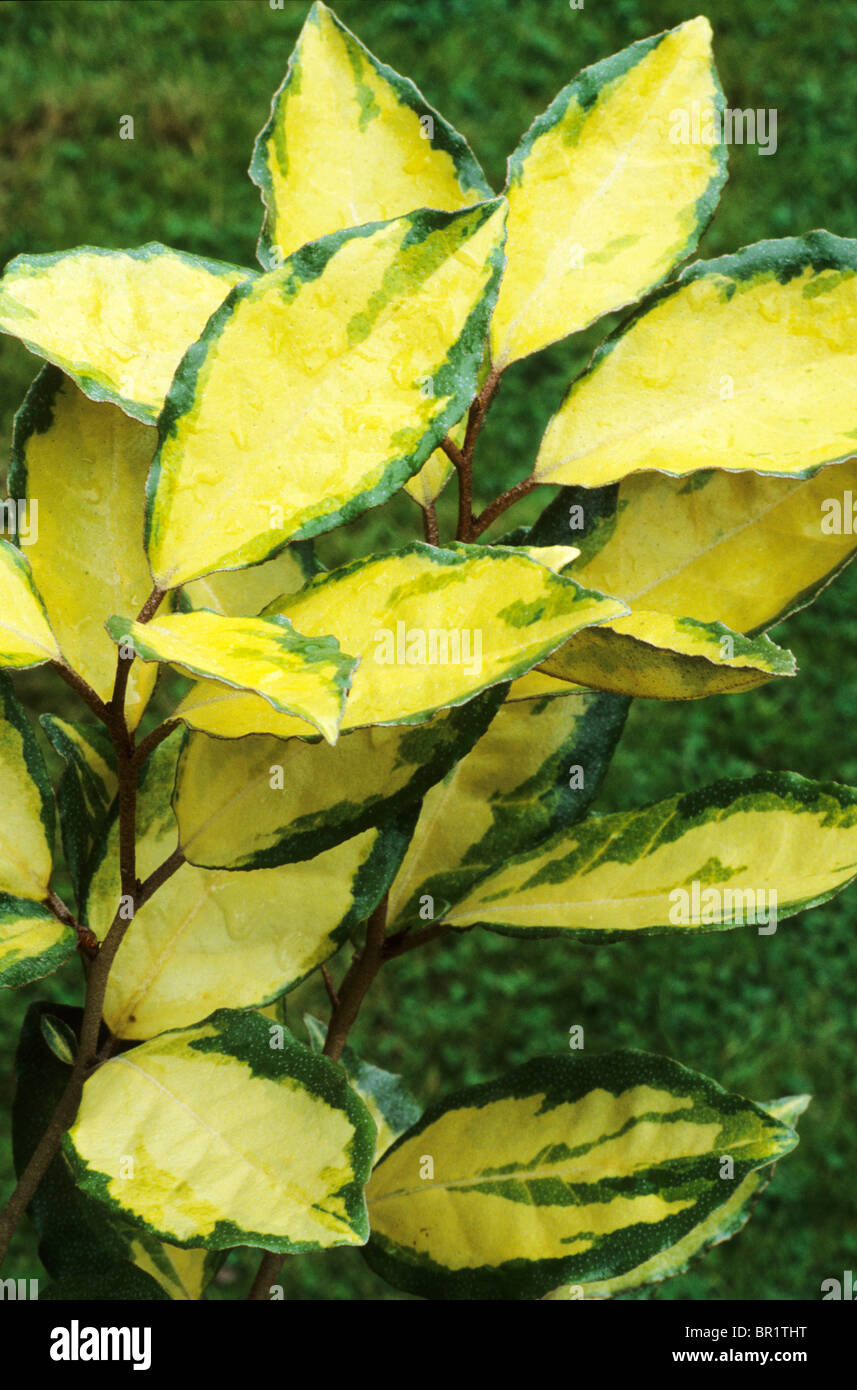 Elaeagnus x ebbingei 'Eleador' green and gold yellow leaf leaves variegated garden plant plants foliage Stock Photo