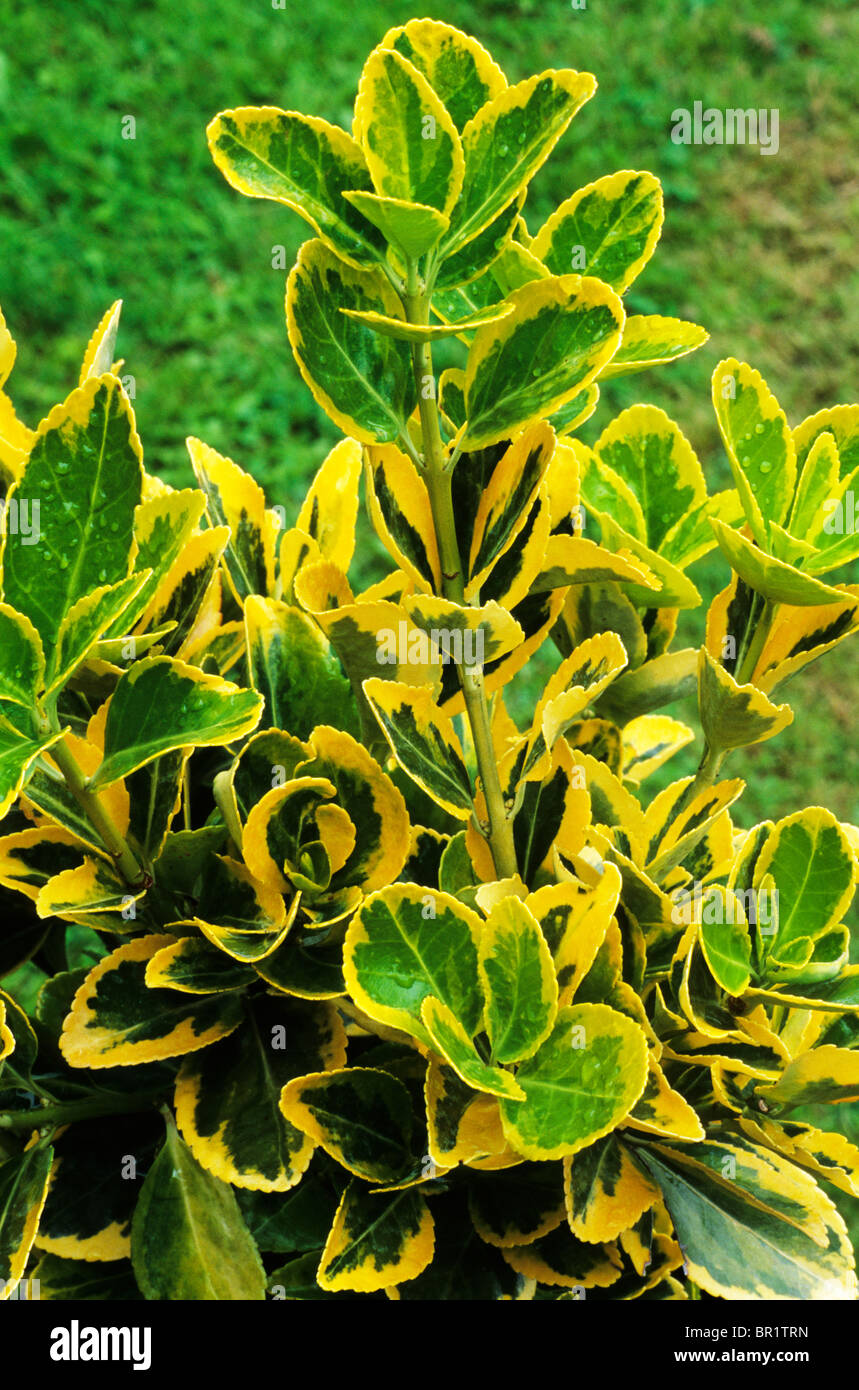 Euonymus japonicus 'Ovatus Aureus' green and gold leaf leaves foliage plant variegated garden plants Stock Photo