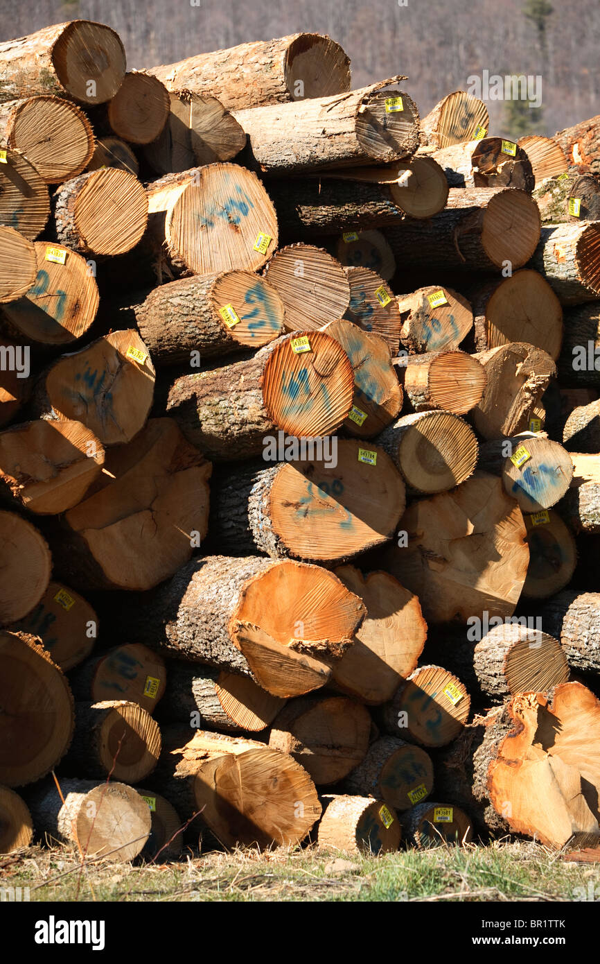 Stack of hardwood logs near Erwin, TN await a trip to lumber mill Stock