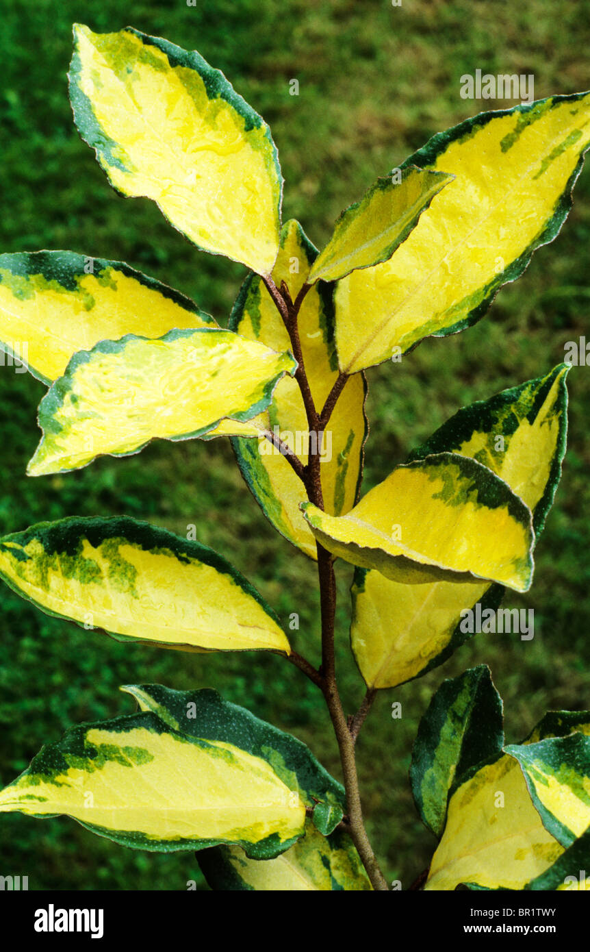Elaeagnus x ebbingei 'Eleador' green and gold yellow leaf leaves foliage garden plant plants Stock Photo