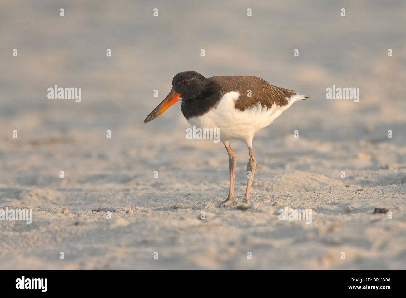Juvenile American Oystercatcher Standing on the Beach at Dawn Stock