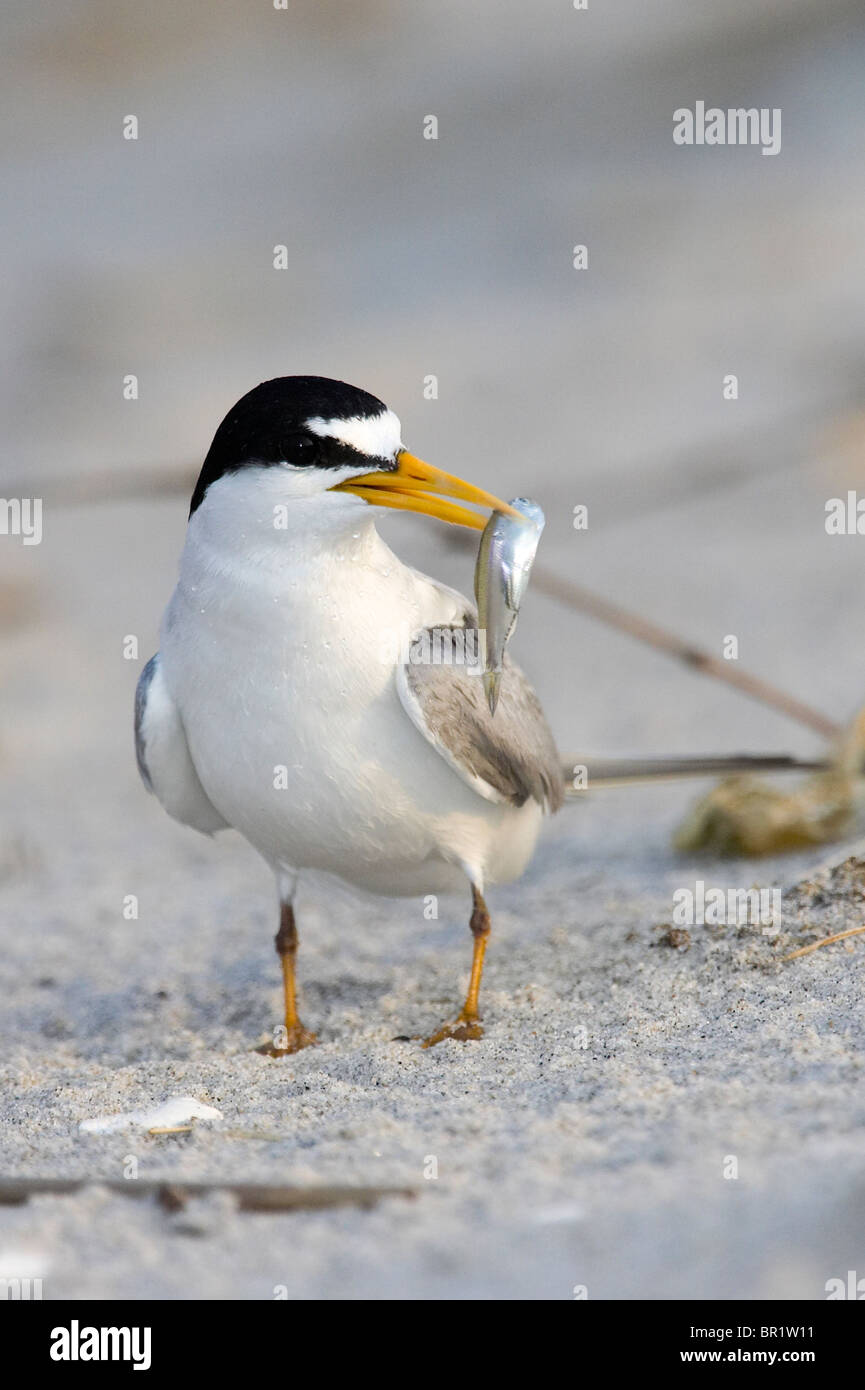 Adult Least Tern Standing on the Beach with a Fish in Its Beak Stock Photo