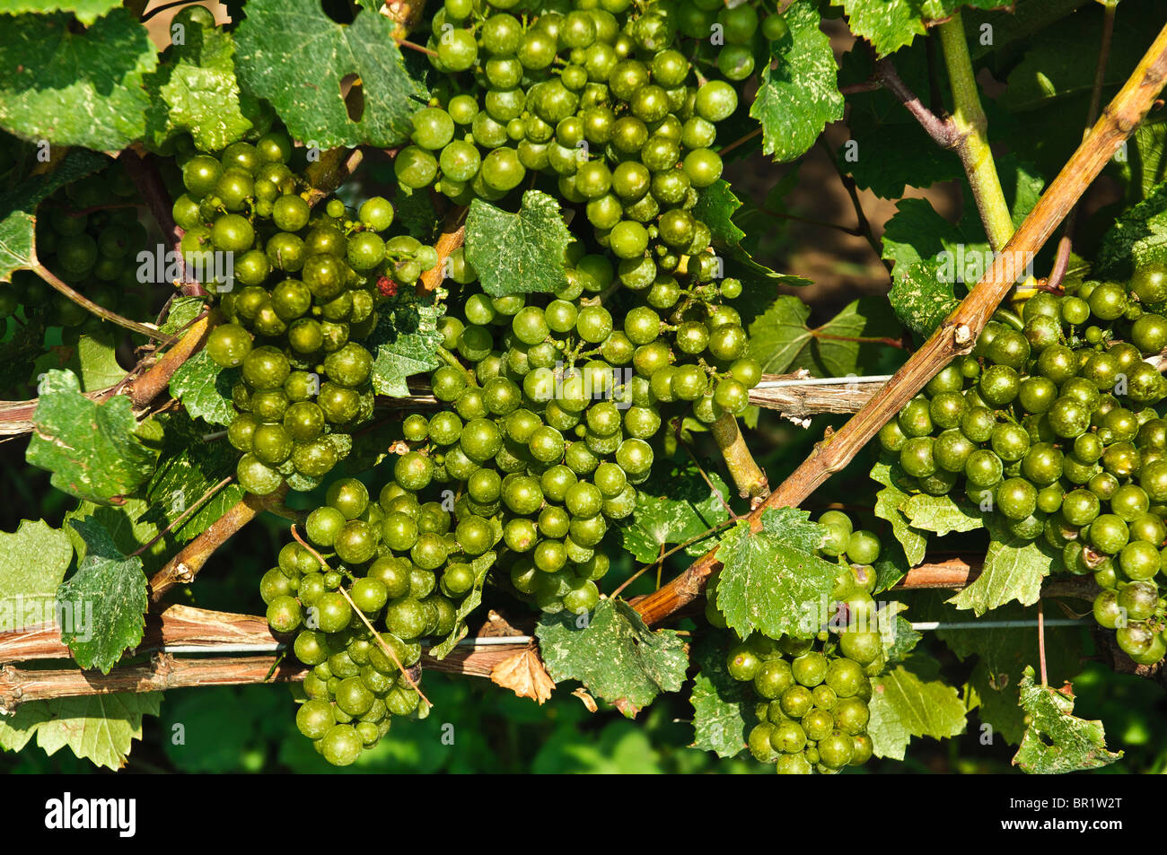 Grapes Augustine: photos and description of the variety, advantages and disadvantages, planting and care, reviews 70 Grapes Augustine: photos and description of the variety, advantages and disadvantages, planting and care, reviews 67