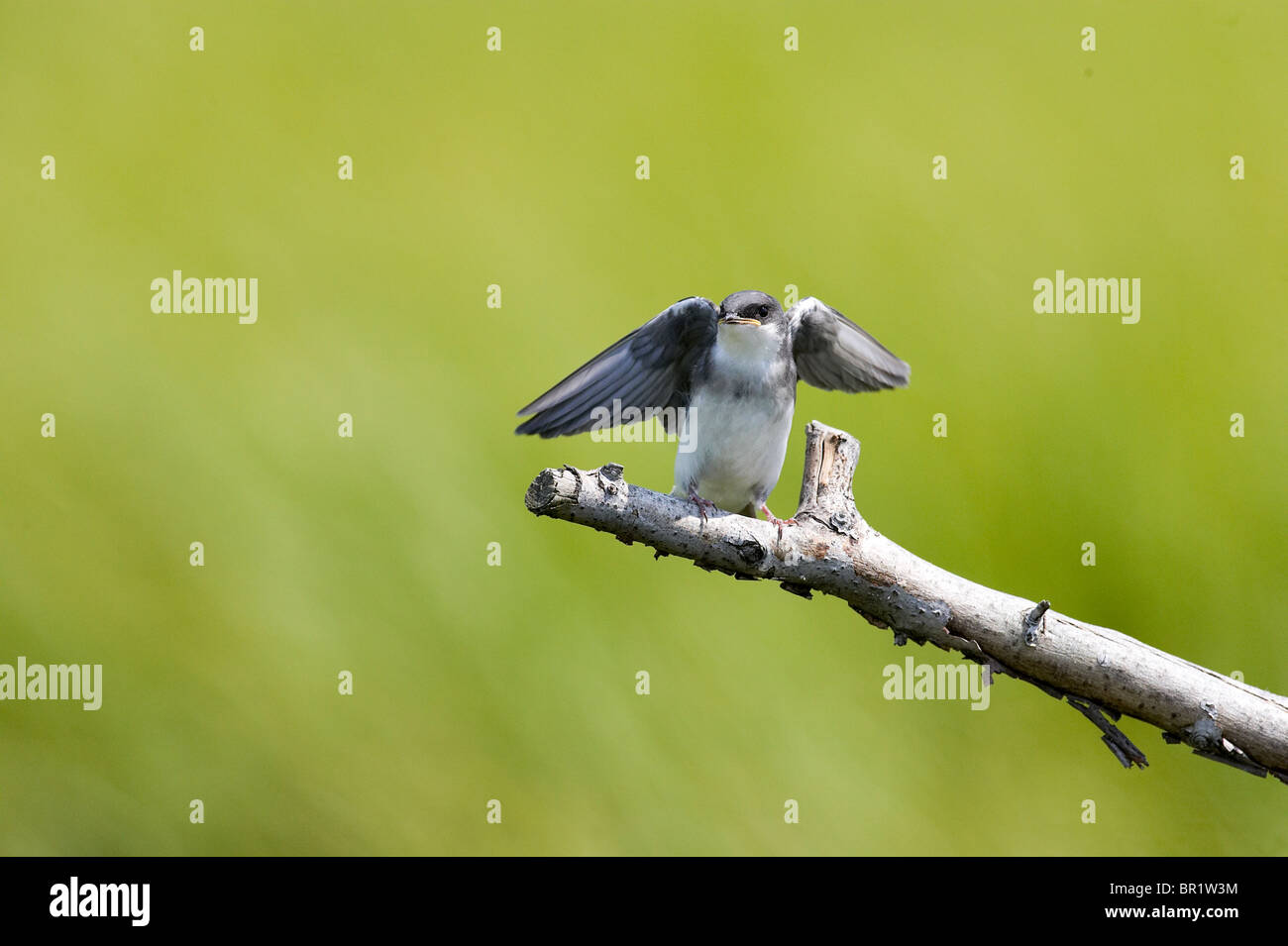Tree Swallow Fledgling Perched on a Branch Begging for Food Stock Photo