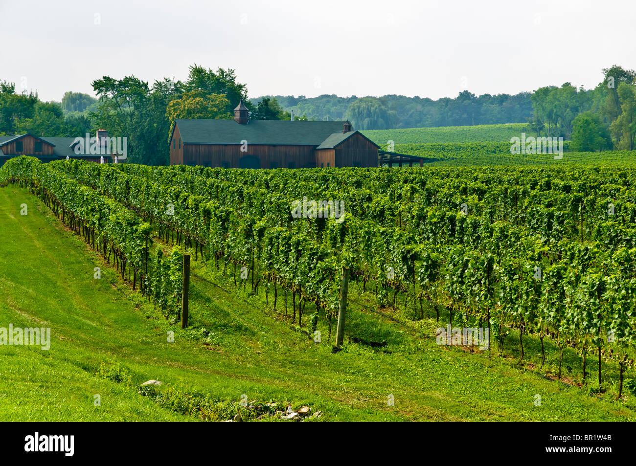 Niagara Wine Region. Ontario Canada Stock Photo Alamy