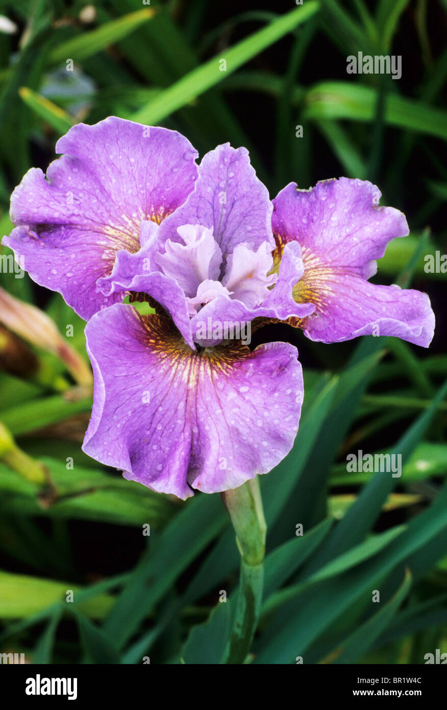 Iris sibirica 'Dawn Waltz' purple Siberian irises garden plant plants flower flowers Stock Photo