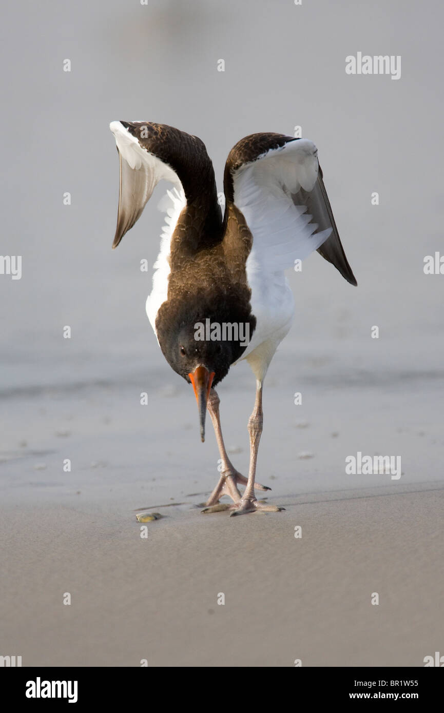 Juvenile American Oystercatcher Stretching Its Wings Stock Photo Alamy