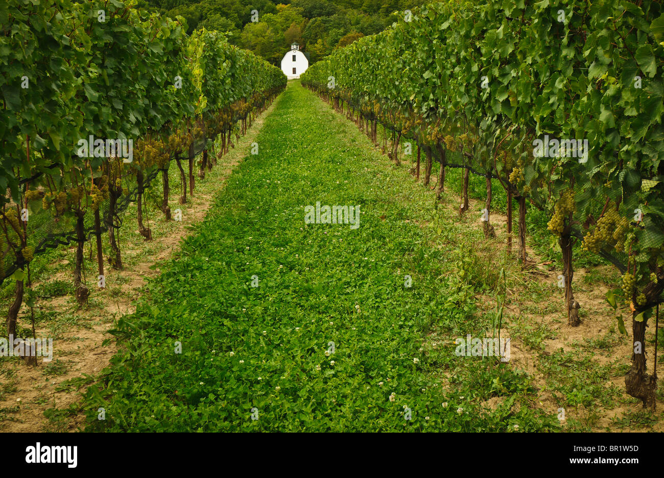 Niagara Wine Region. Ontario Canada Stock Photo Alamy
