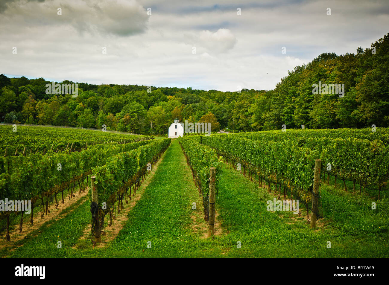 Niagara Wine Region. Ontario Canada Stock Photo Alamy