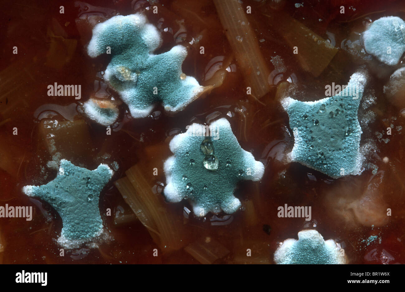 Close up of blue mould on food - soup Stock Photo