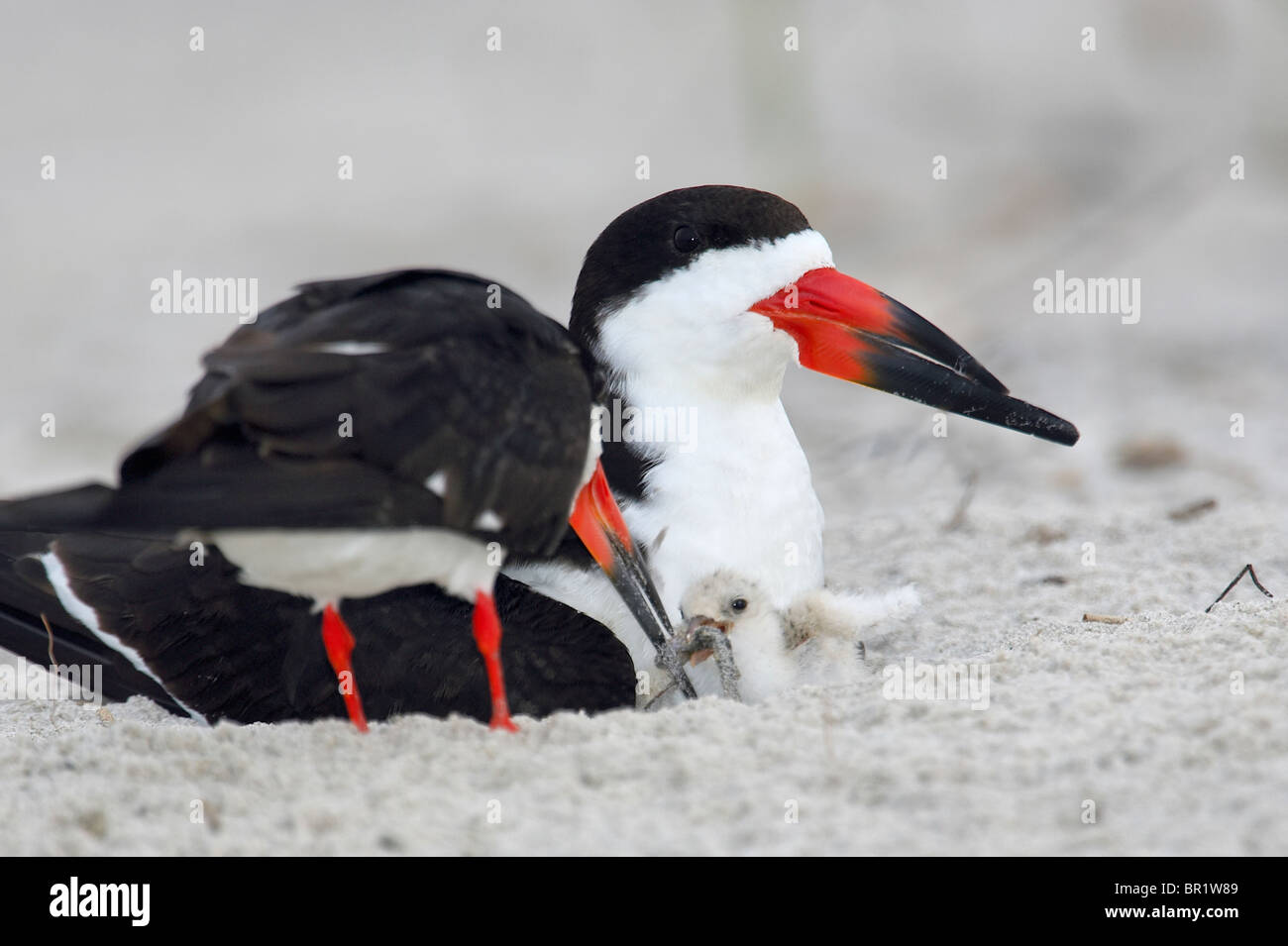 Adult Black Skimmer feeding Chick Stock Photo Alamy