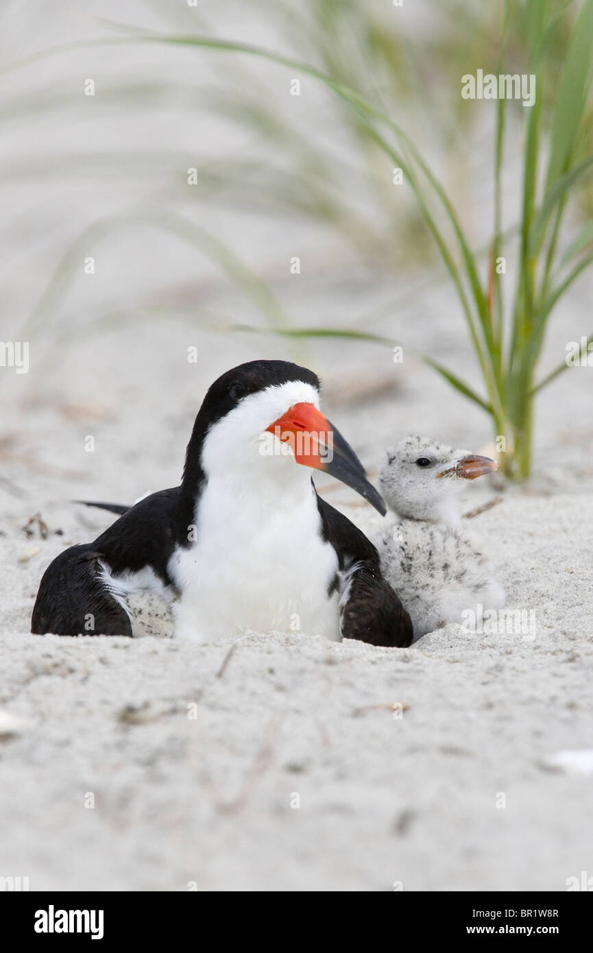 Adult Black Skimmer Brooding Chicks Stock Photo Alamy
