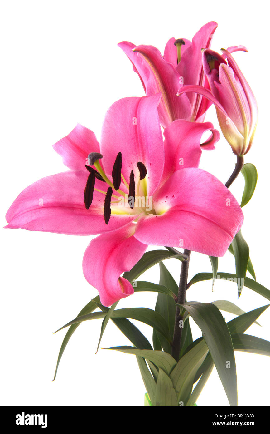 Pink Lily bouquet flowers isolated on white background Stock Photo - Alamy