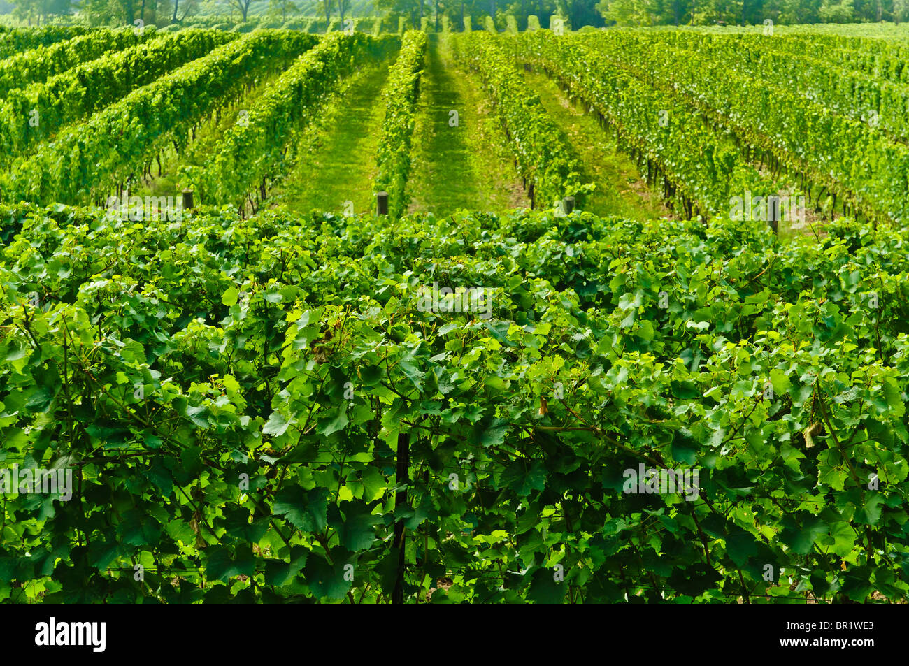 Niagara Wine Region. Ontario Canada Stock Photo Alamy