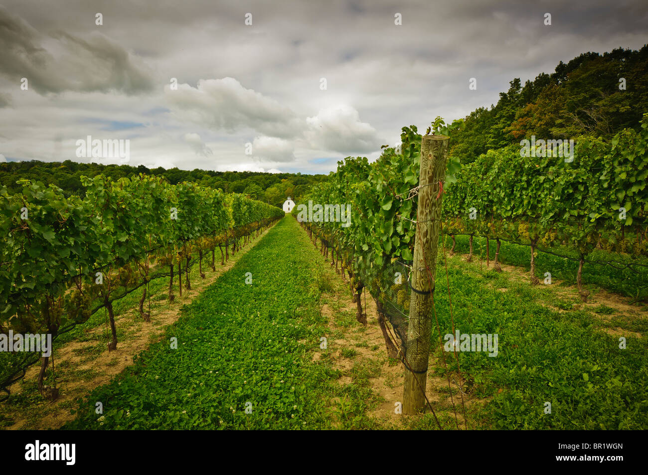 Niagara Wine Region. Ontario Canada Stock Photo Alamy