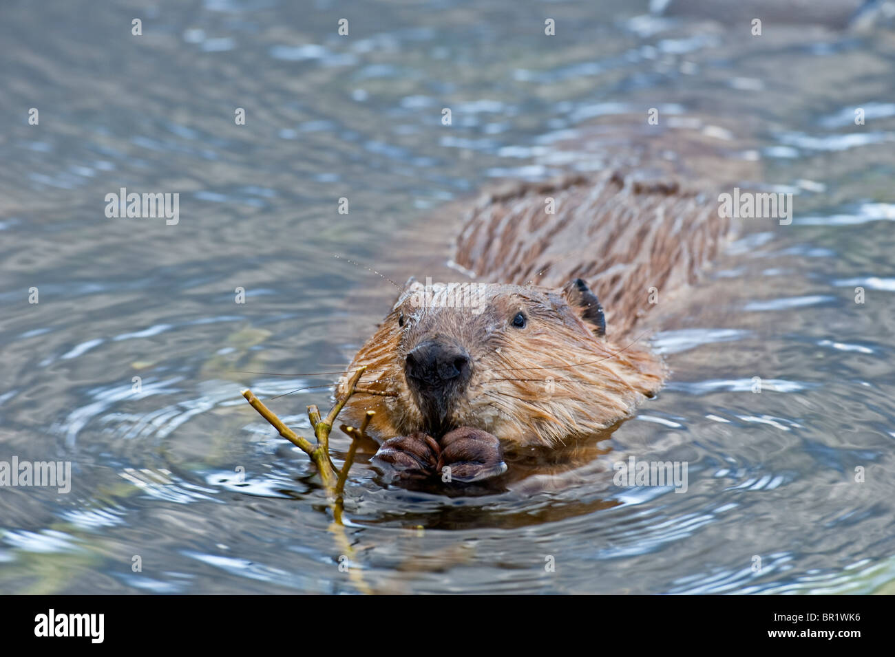 a wild canadian beaver in the water feeding stock photo 31389546 Minnesota Beaver in Water a wild canadian beaver in the water feeding
