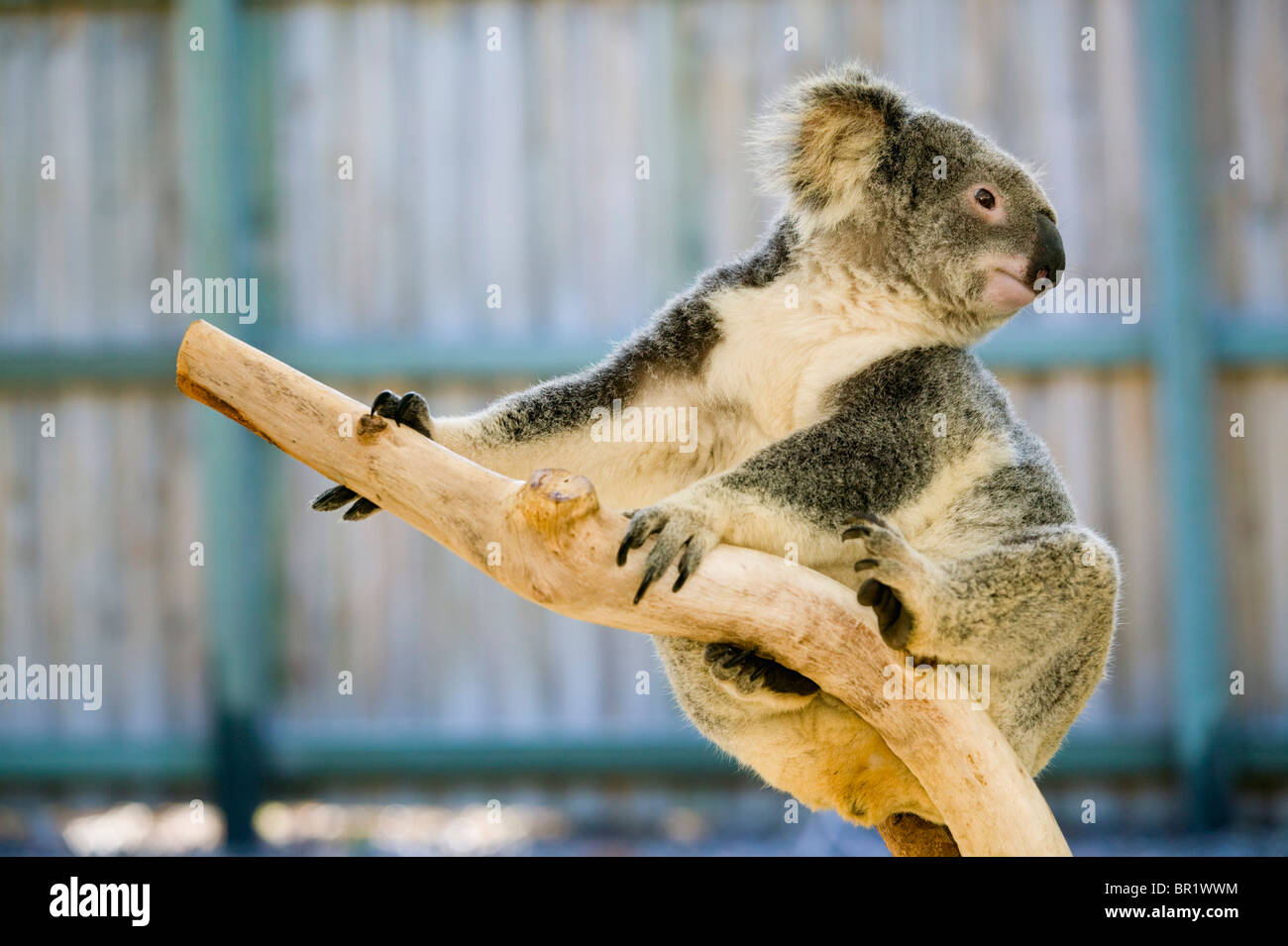 Australia, Queensland, Brisbane, Fig Tree Pocket. Lone Pine Koala Sanctuary, Koala