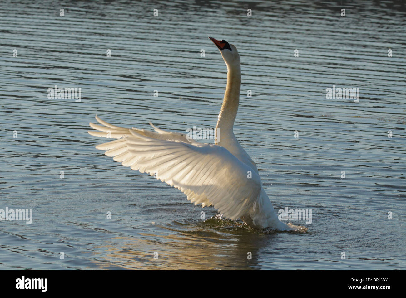 Mute swan flapping wings on lagoon-Victoria, British Columbia, Canada. Stock Photo