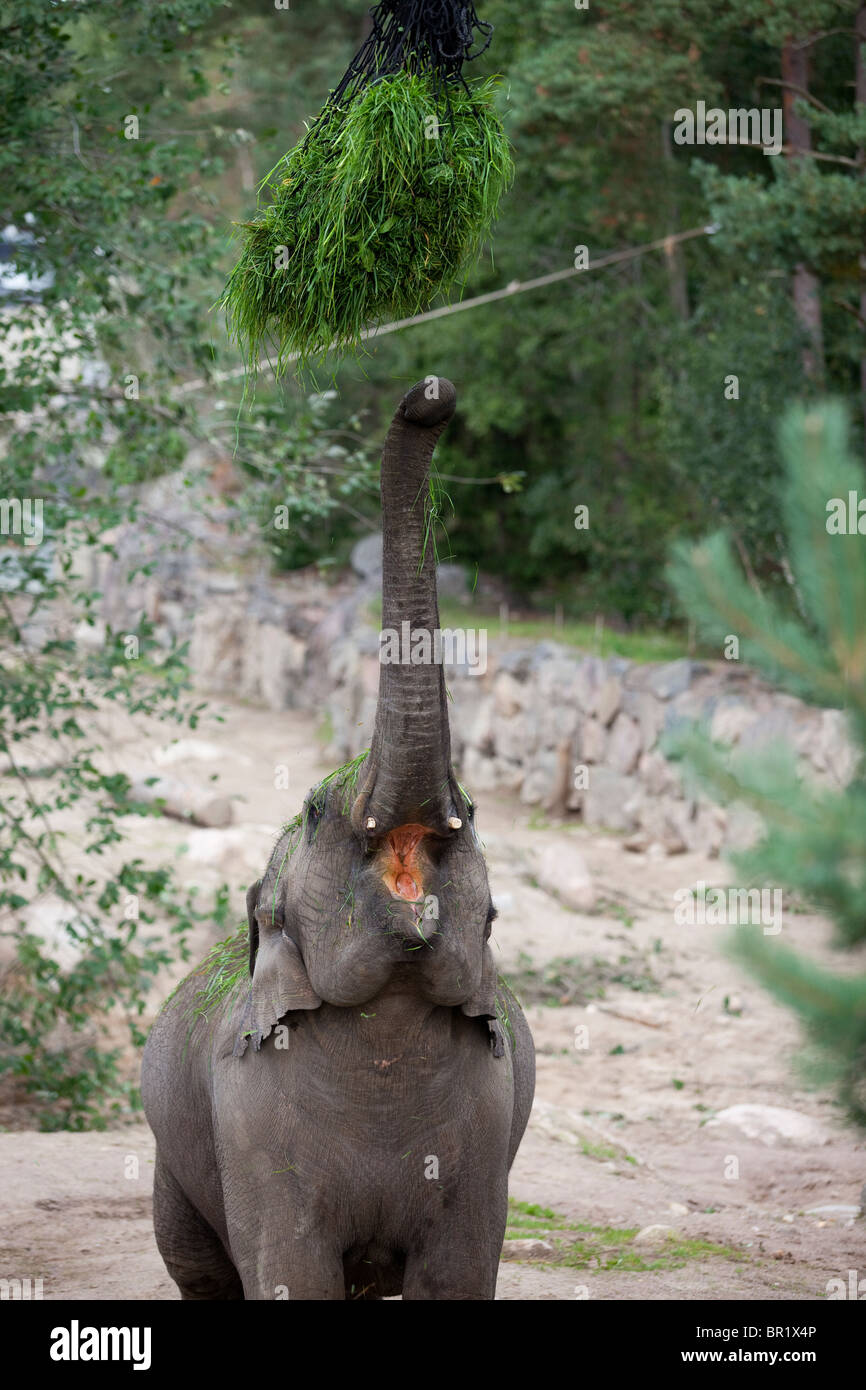 Elephant eating grass Stock Photo - Alamy