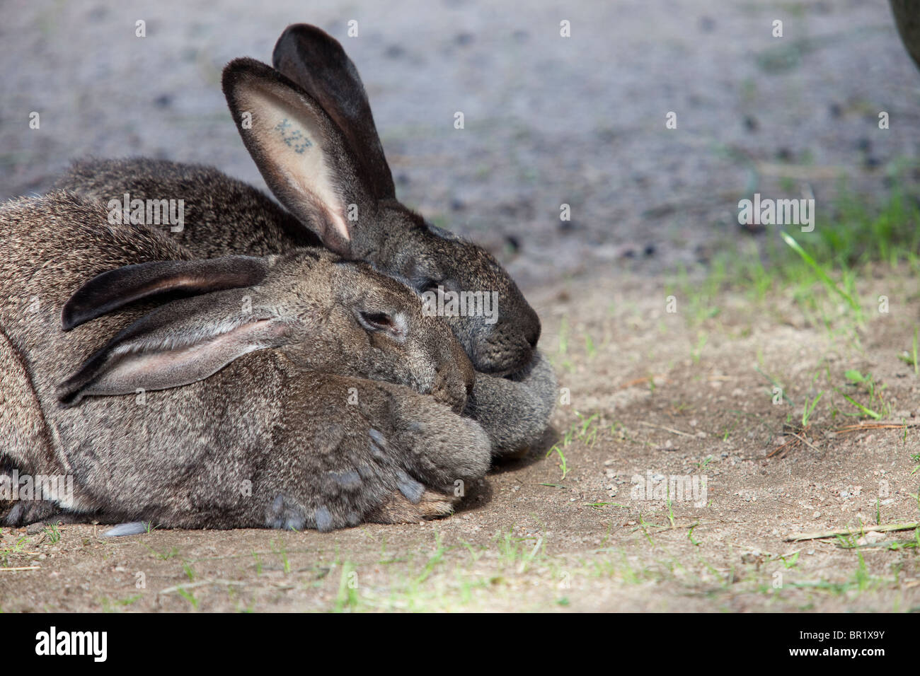 Sleeping rabbit hi-res stock photography and images - Alamy