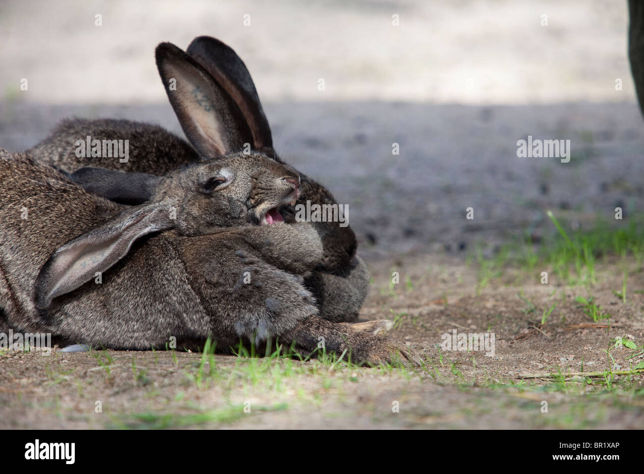 Two big rabbit sleeping at zoo Stock Photo - Alamy