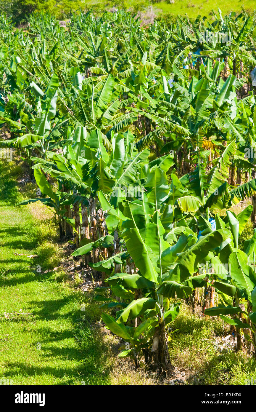 Australia, Queensland, North Coast, Cowley Beach. Banana Plantation