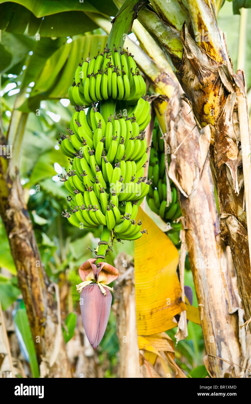 Australia, Queensland, North Coast, Babinda. Detail of Banana Plant