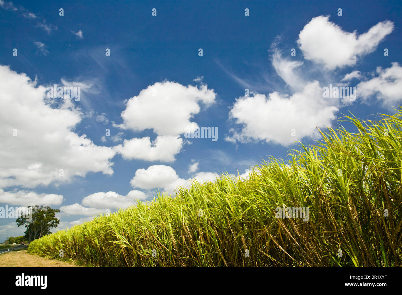 Australia, Queensland, Whitsunday Coast, Marian. Pioneer Valley, Sugar