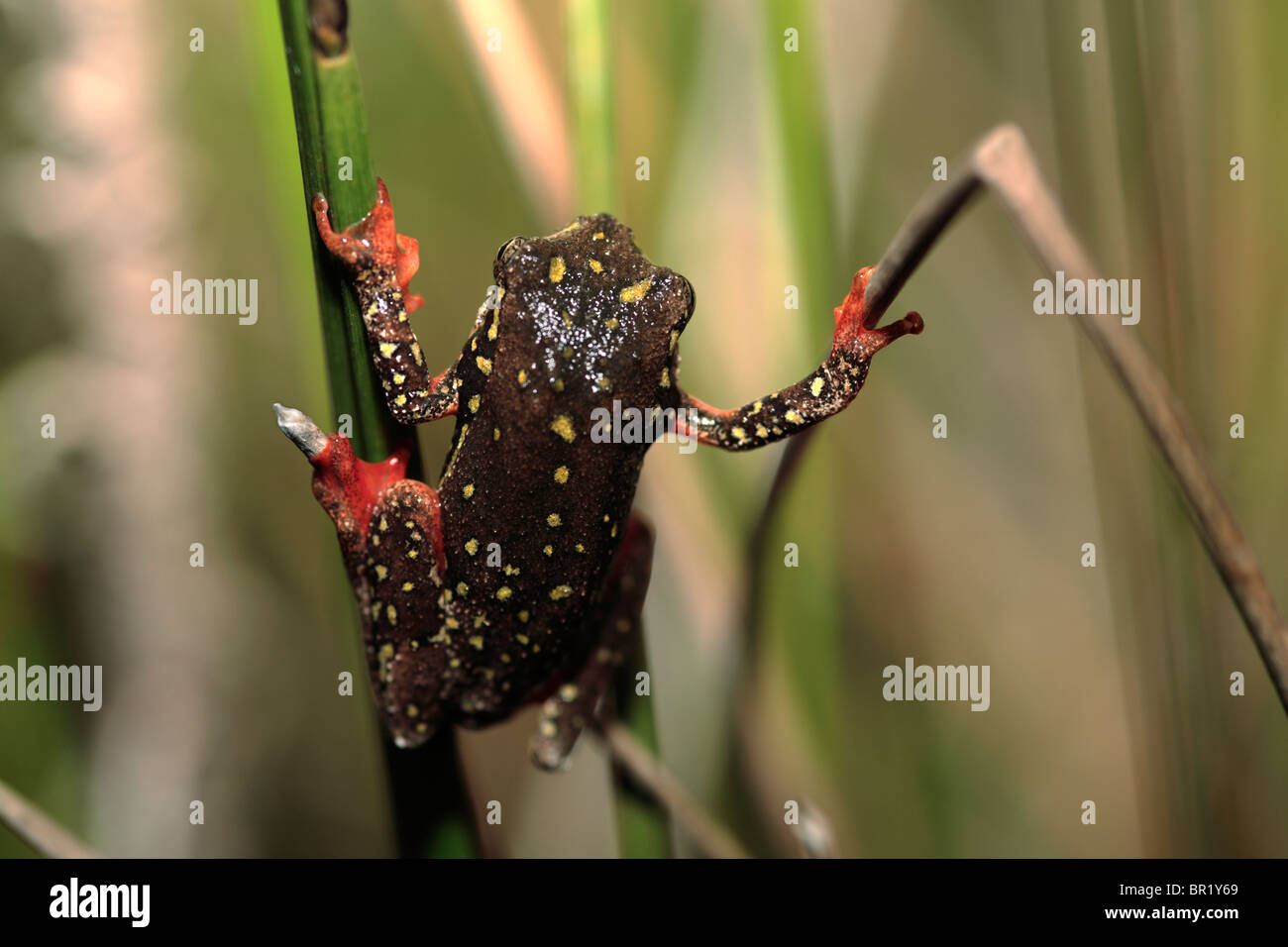 Painted reed frog Stock Photo