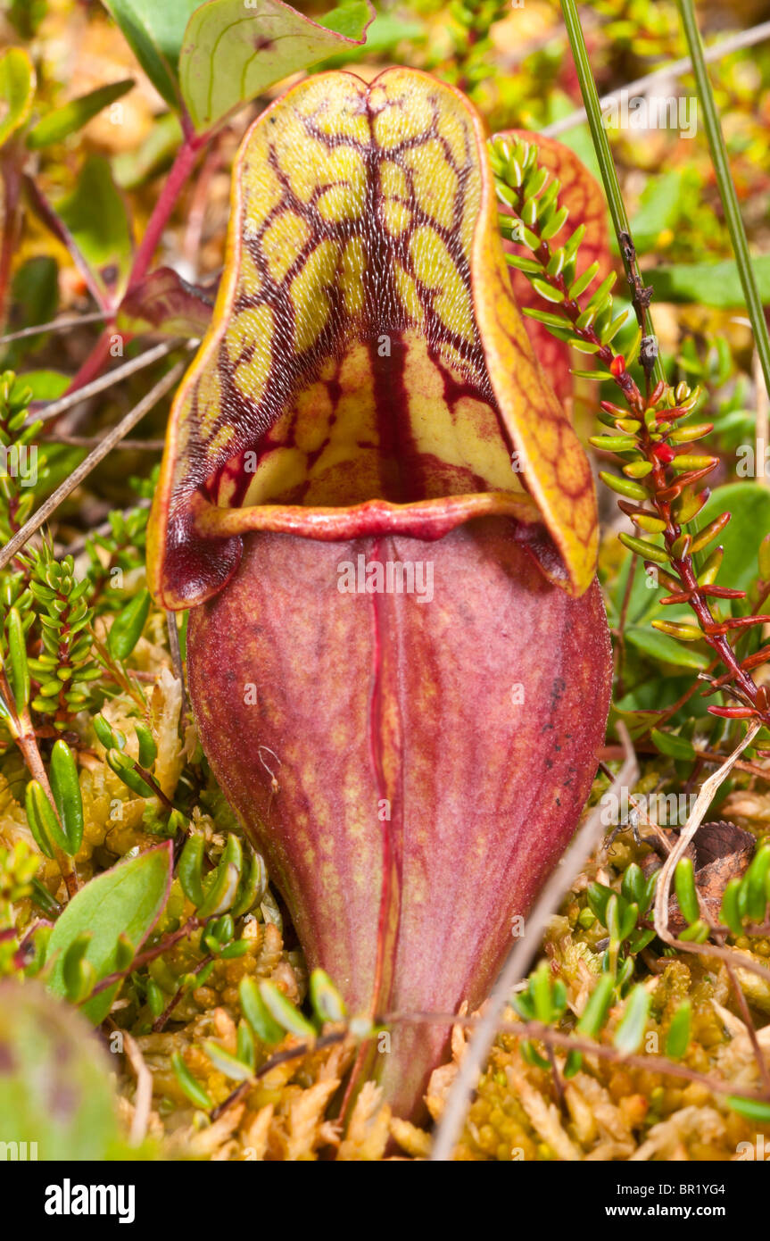 Purple pitcher plant, Sarracenia purpurea purpurea, Avalon Peninsula