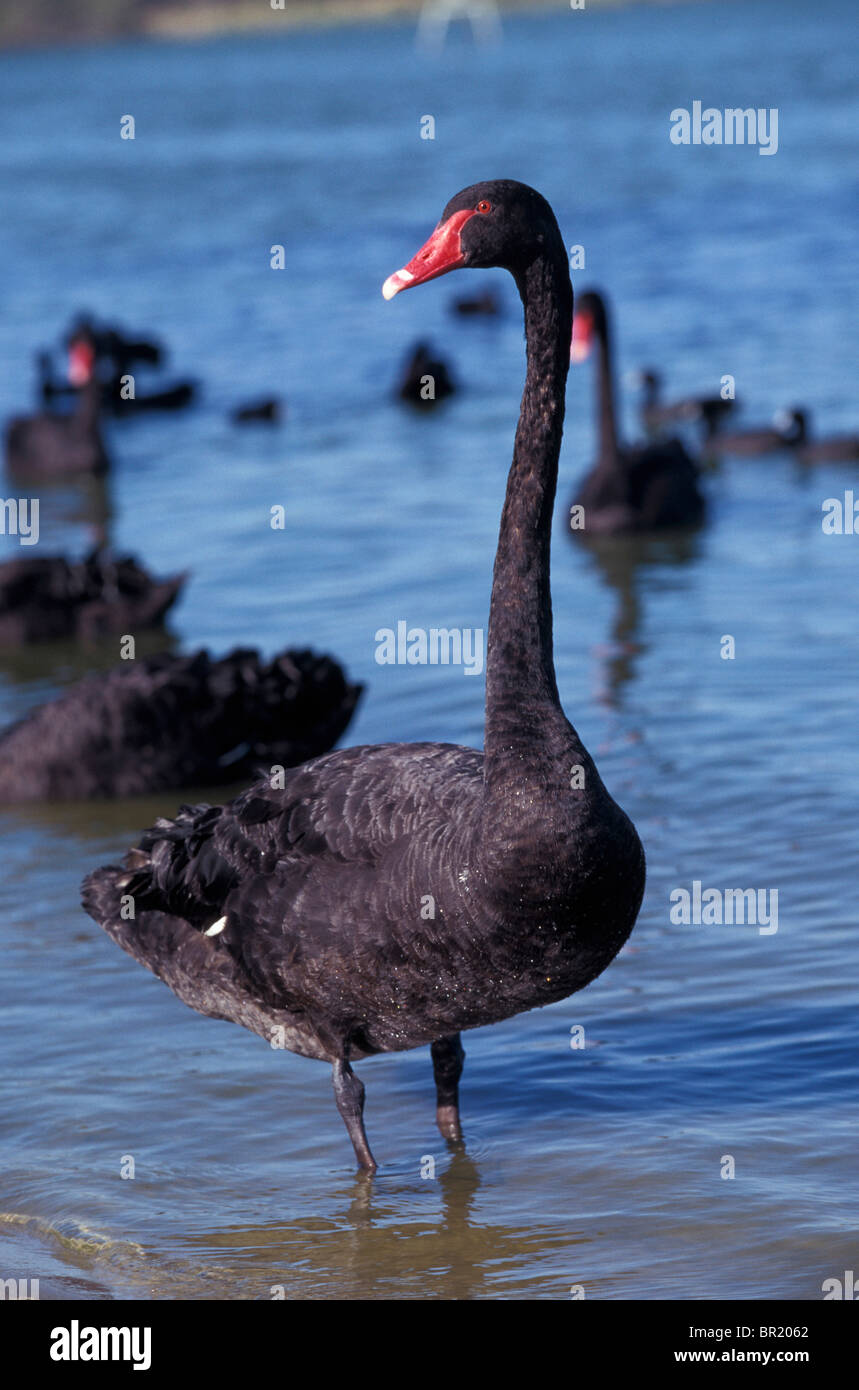 Australia, Western Australia, Perth, Bibra Lake. Black Swan Stock Photo