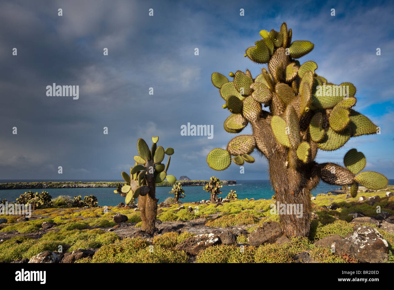 Prickly pear cactus, South Plaza Island, Galapagos Islands, Ecuador Stock Photo